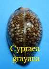 Cypraea arabica grayana, Schilder & Schilder 1939